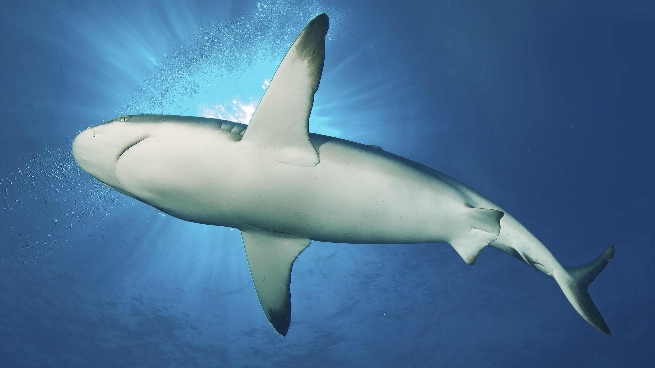 Grauer Riffhai schwimmt dicht über an Betrachter v