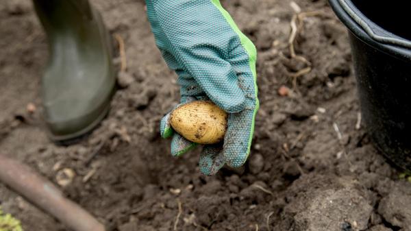 Kartoffeln stecken Ab Anfang April können auch die ersten Kartoffeln gepflanzt werden, vorausgesetzt der Boden ist bereits warm und nicht mehr nasskalt: zunächst sind die frühen Sorten dran, die eventuell schon vorgekeimt sind. Man setzt sie mit den Augen beziehungsweise dem Austrieb nach oben etwa zehn Zentimeter tief in die Erde. Die erste Ernte kann dann bereits im Juli erfolgen. Wer keinen Garten hat, kann Kartoffeln auch auf dem Balkon oder auf der Terrasse im Schichtprinzip anbauen, nämlich in großen Gartenkübeln und Eimern. Tipp: Kartoffeln nie neben Tomaten pflanzen. Die Kraut- und Braunfäule, eine Pilzkrankheit, kann von den Kartoffeln auf die Tomaten übergehen.