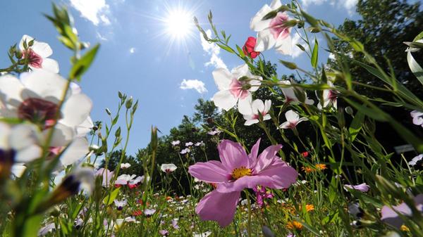 Blumen fürs Auge aussäen Wer sich an bunten Sommerblumen erfreuen will, der kann jetzt ebenso loslegen: Einige Blüh- und Zierpflanzen dürfen bereits im Freien gepflanzt werden, andere werden besser noch auf der Fensterbank oder im Gewächshaus vorgezogen. Direkt an Ort und Stelle lassen sich jetzt bereits einjährige Schönheiten säen wie Ringelblumen, Kornblumen oder Kosmeen. An Rankgittern wachsen Kapuzinerkresse, Wicken und Winden. Viele regionale Baumschulen und Gärtnereien schicken oder liefern die grüne Ware auch direkt nach Hause. Andere bieten sie zur Abholung an. Auch online lassen sich Samentütchen bestellen.