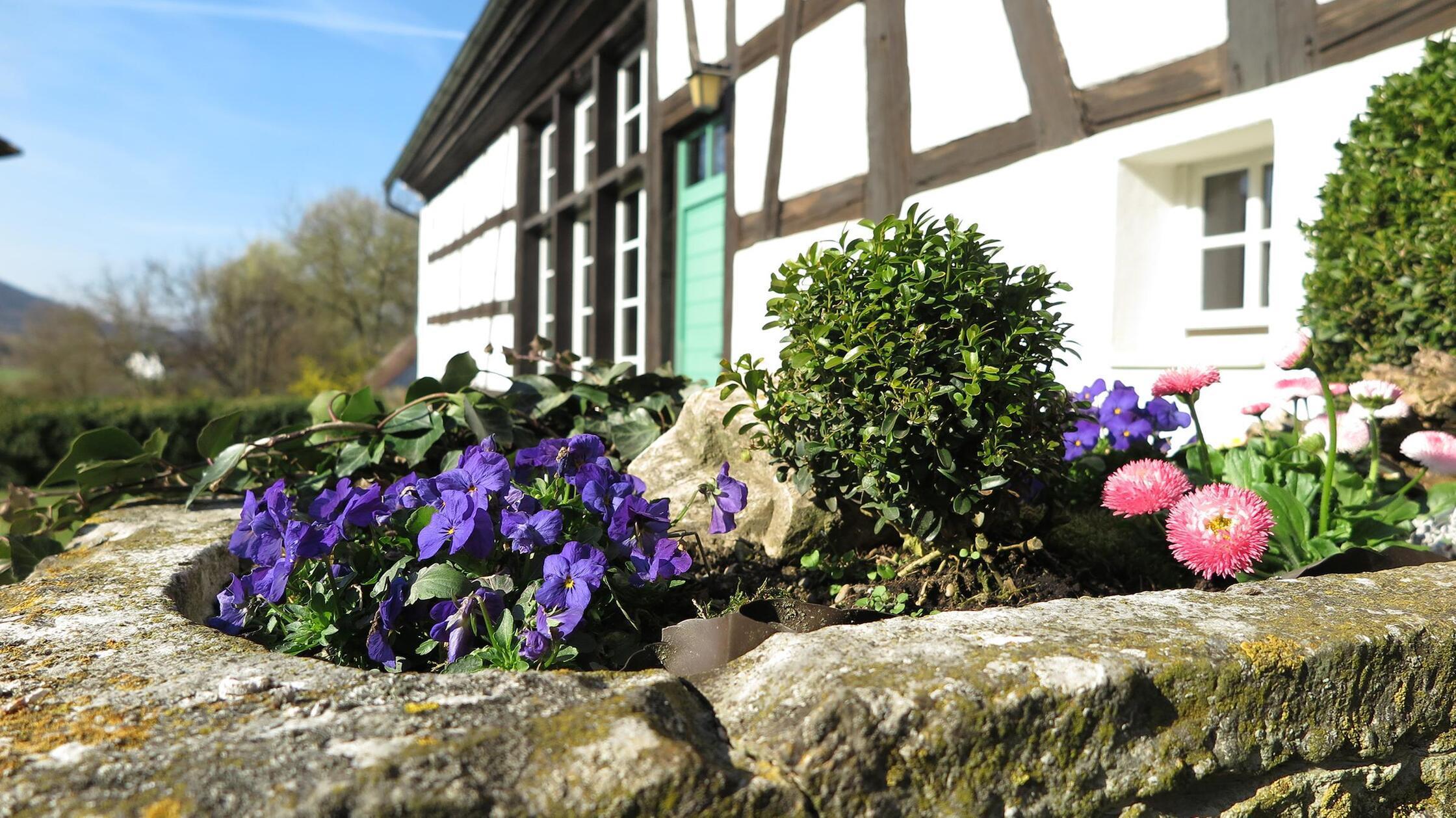 Bunter Blütenrausch zum Frühjahrsbeginn Erste Frühblüher lassen sich jetzt gut setzen und damit geschützte Balkone und Hauseingänge verschönern. Kissenprimeln sind ein Beispiel für schon blühende Pflanzen oder Narzissen, Traubenhyazinthen und Hyazinthen. Auch rote oder weiße Tausendschön sowie Hornveilchen und Primeln sind eine Idee. Genauso lassen sich Gehölze immer noch gut einsetzen.