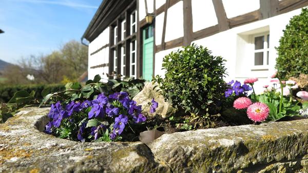 Bunter Blütenrausch zum Frühjahrsbeginn Erste Frühblüher lassen sich jetzt gut setzen und damit geschützte Balkone und Hauseingänge verschönern. Kissenprimeln sind ein Beispiel für schon blühende Pflanzen oder Narzissen, Traubenhyazinthen und Hyazinthen. Auch rote oder weiße Tausendschön sowie Hornveilchen und Primeln sind eine Idee. Genauso lassen sich Gehölze immer noch gut einsetzen.
