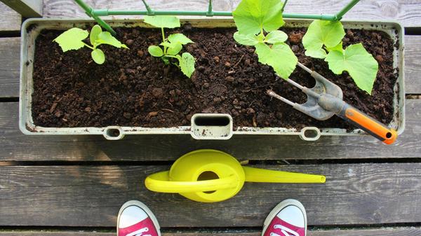 Balkon bepflanzen Sage noch einer, ein Balkon wäre weniger wert als ein Garten: Auf geschützten Balkonen können bereits ab April Tomaten, Zucchini, Paprika, Gurken und andere wärmeliebende Sorten an den Start gehen. Überhaupt lässt sich selbst auf dem kleinstem Raum ein großer Naschgarten pflanzen, in Kisten, Töpfen und Wannen. Ob süße Cocktailtomaten, Erdbeeren, Blattsalate oder Kräuter - alle Pflanzen profitieren von der Sonne in der Höhe. Im Garten hingegen sind wärmeliebende Pflanzen jetzt noch Tabu. Hier gilt: Erst ab Mitte Mai sollten die empfindlichen Gemüsepflanzen hinaus, vor allem wenn man auf dem Land wohnt.