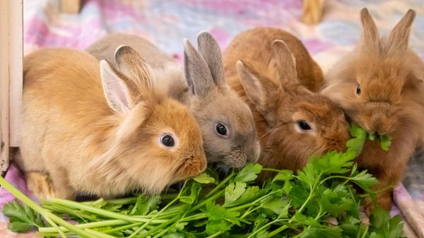 Dschennifer, Kerschdin, Samu und .. (6)