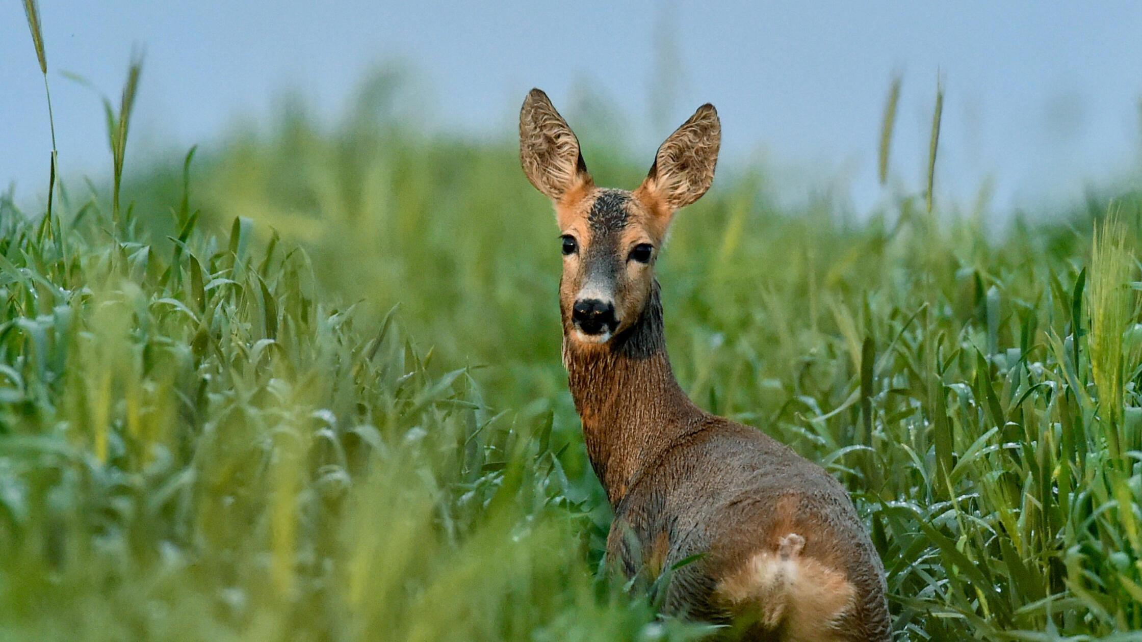 KINA - Rehe fiepen und bellen