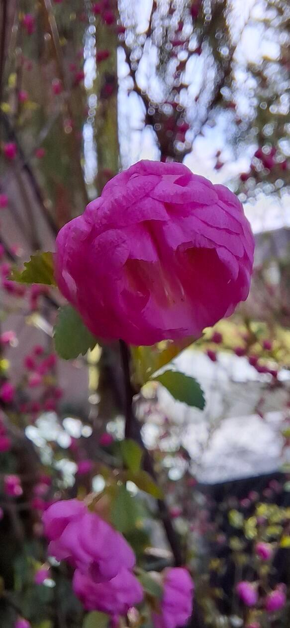 In seinem Garten konnte Leser Richard Leupold diese Mandelbäumchen-Blüte ablichten.