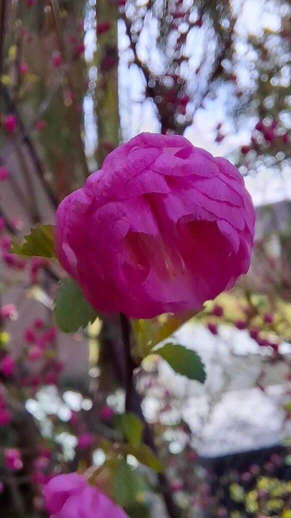 In seinem Garten konnte Leser Richard Leupold diese Mandelbäumchen-Blüte ablichten.