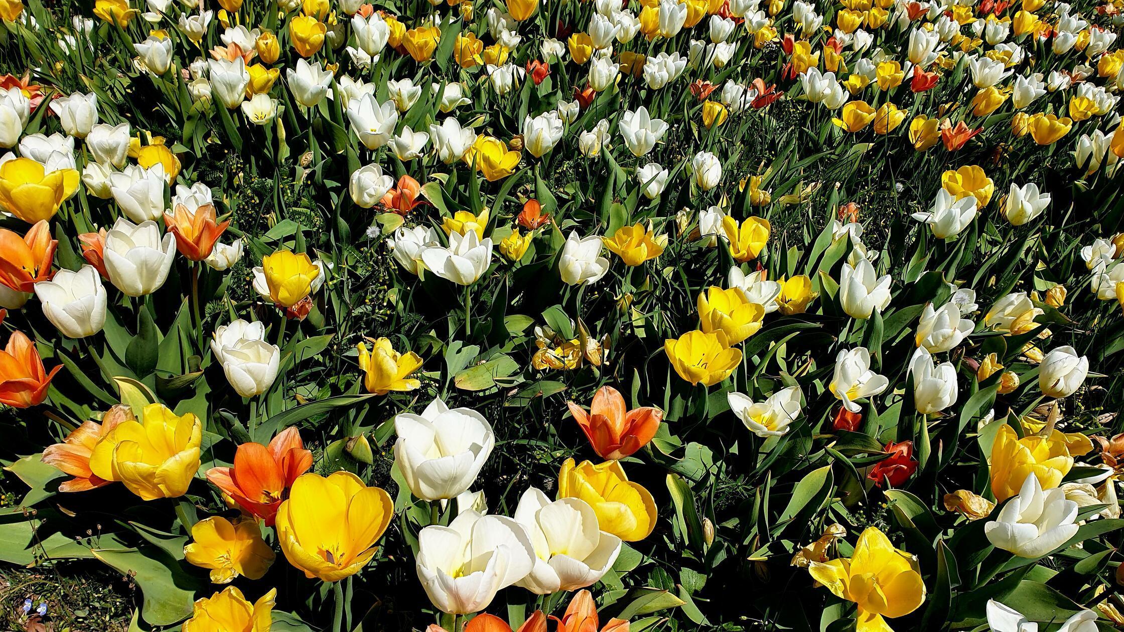 So schön kann eine Verkehrsinsel mit Tulpen blühen.