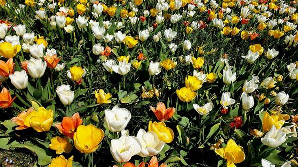 So schön kann eine Verkehrsinsel mit Tulpen blühen.