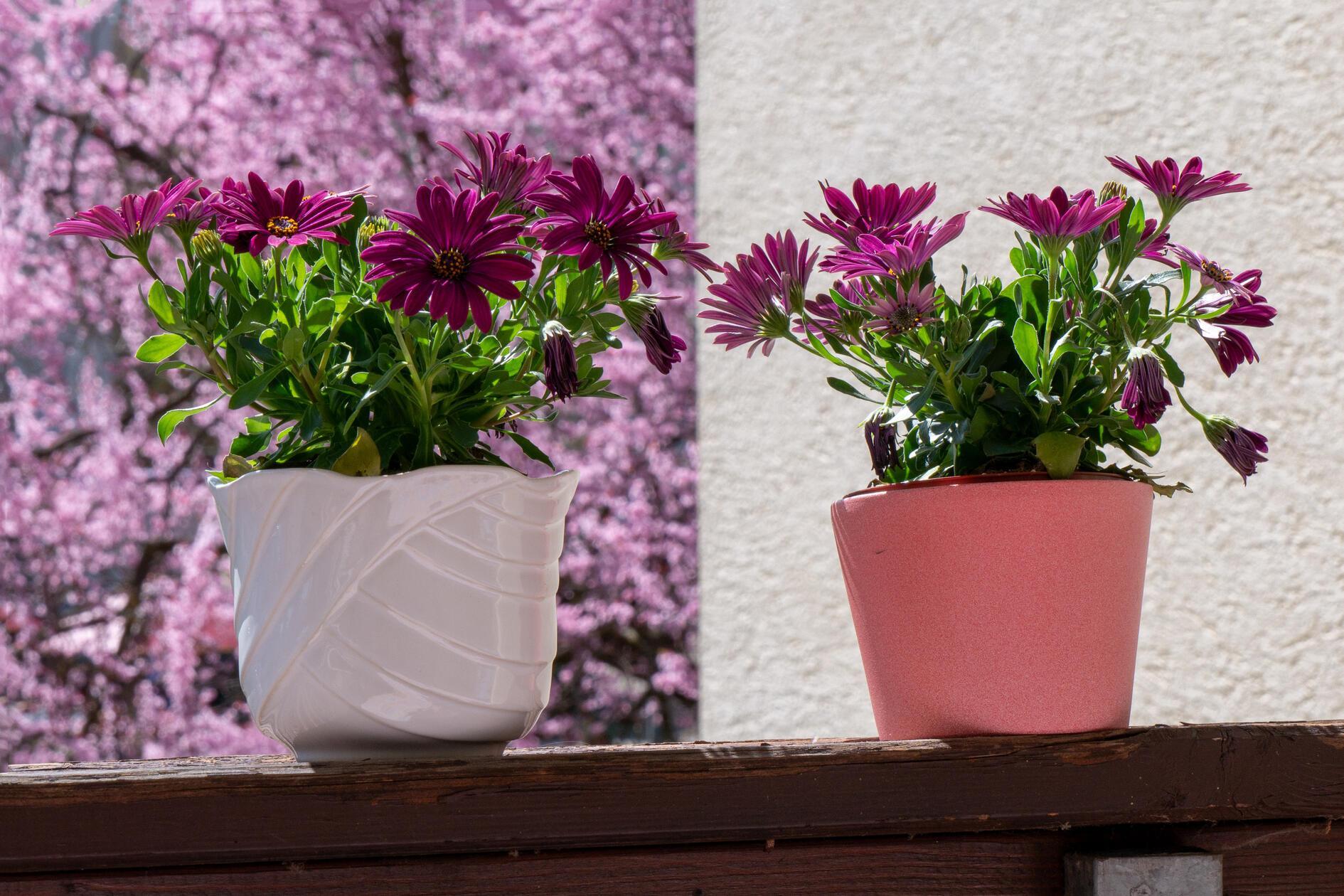 Farbenmix auf dem Balkon.