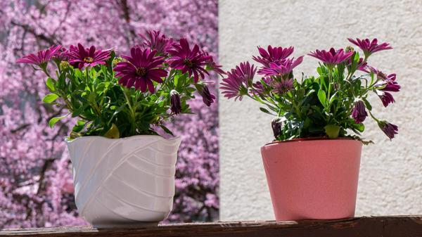 Farbenmix auf dem Balkon.