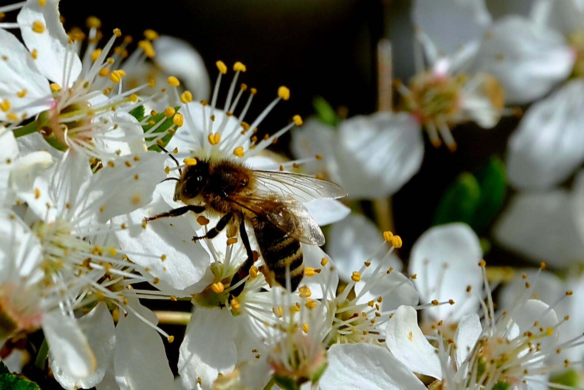Eine Biene bei der Ernte von Nektar.