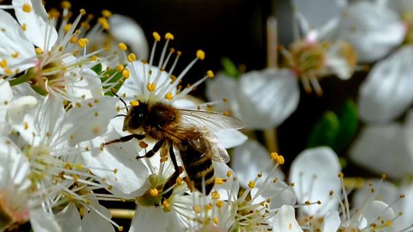 Eine Biene bei der Ernte von Nektar.