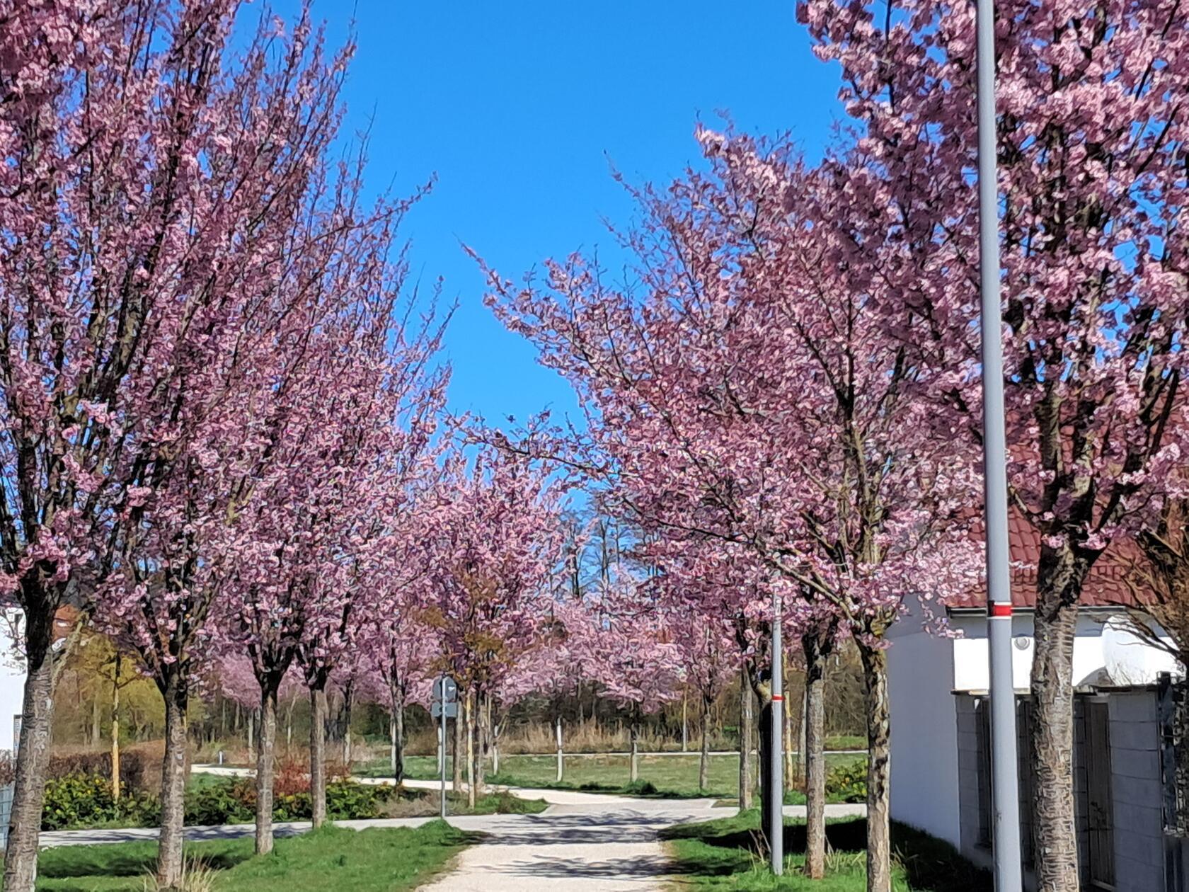 Im Altenhof hat unsere Leserin Rosy Treu dieses Bild gemacht.