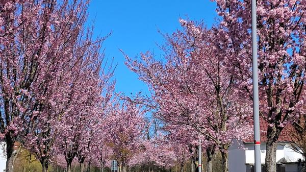 Im Altenhof hat unsere Leserin Rosy Treu dieses Bild gemacht.