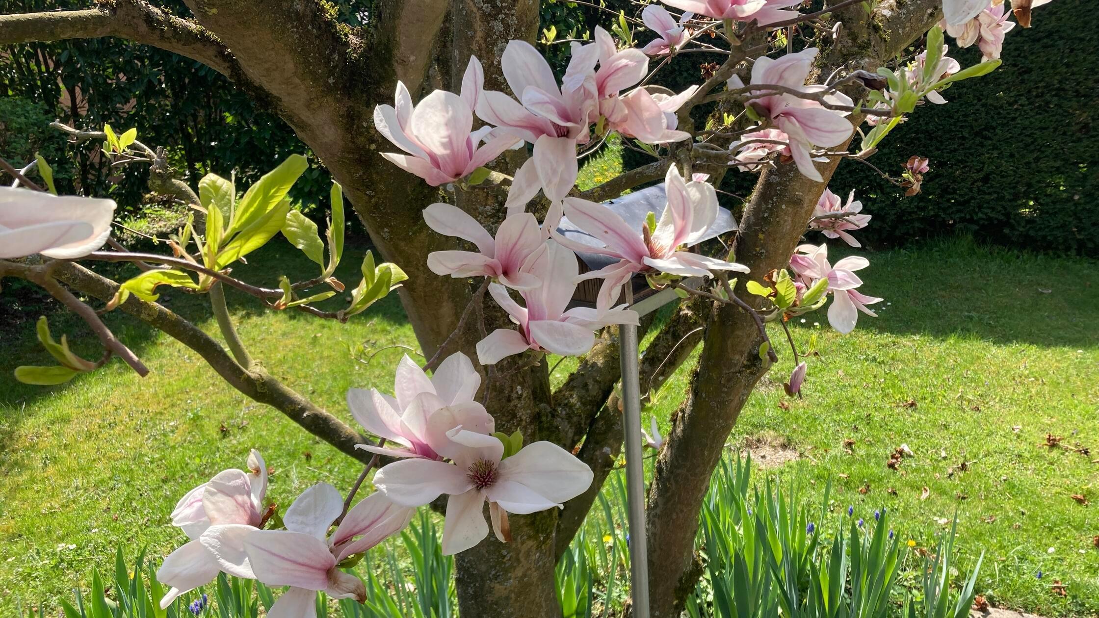 Unser Leser konnte noch vom Frost verschonte Magnolienblüten fotografieren.