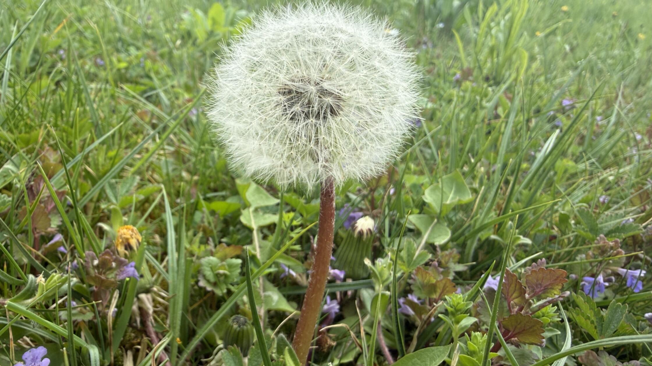 Unser Leser hat die erste Pusteblume in seinem Garten entdeckt.
