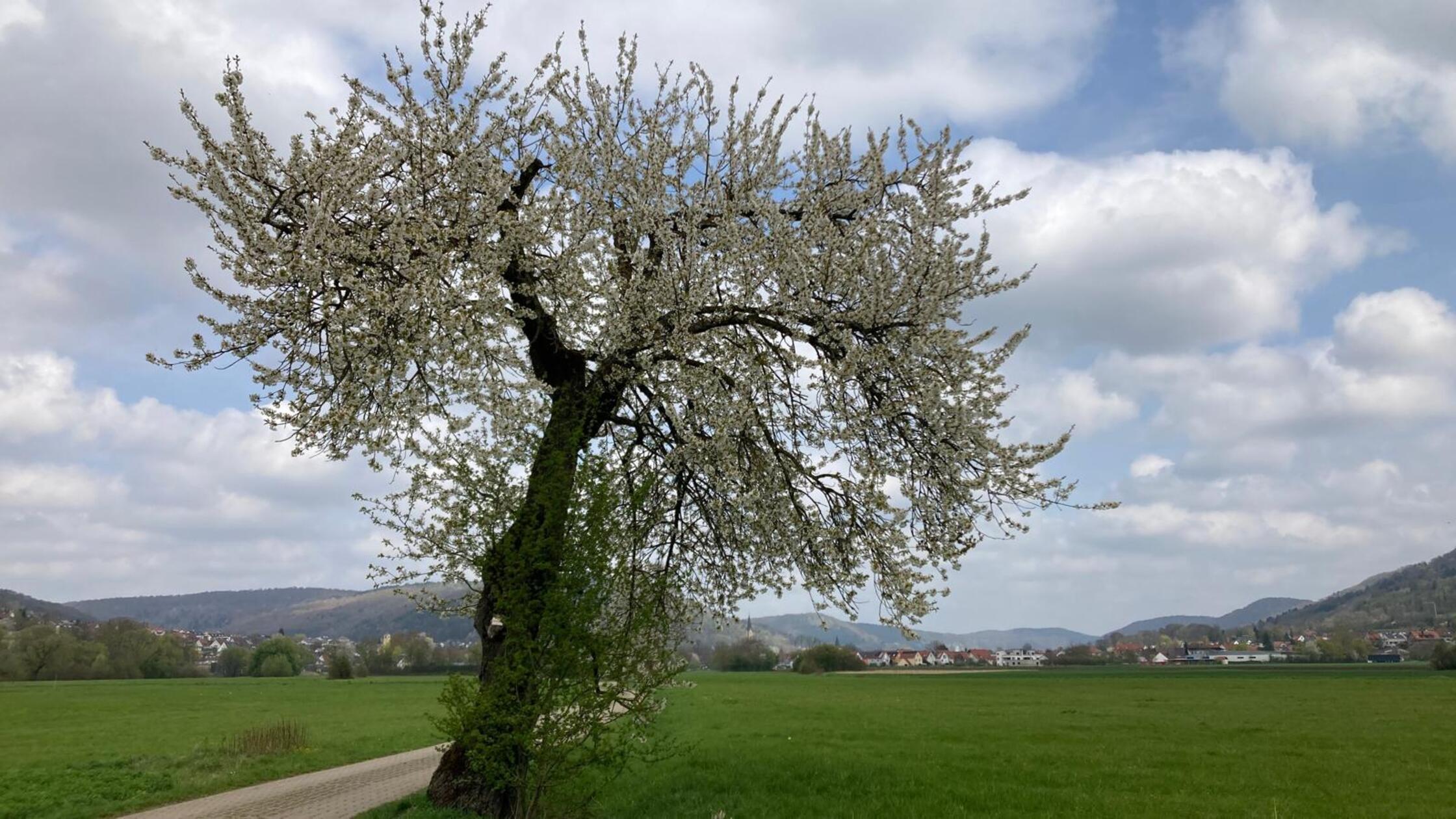 Unser Leser hat seinen Lieblingsbaum bei seiner Laufrunde fotografiert.