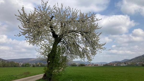 Unser Leser hat seinen Lieblingsbaum bei seiner Laufrunde fotografiert.