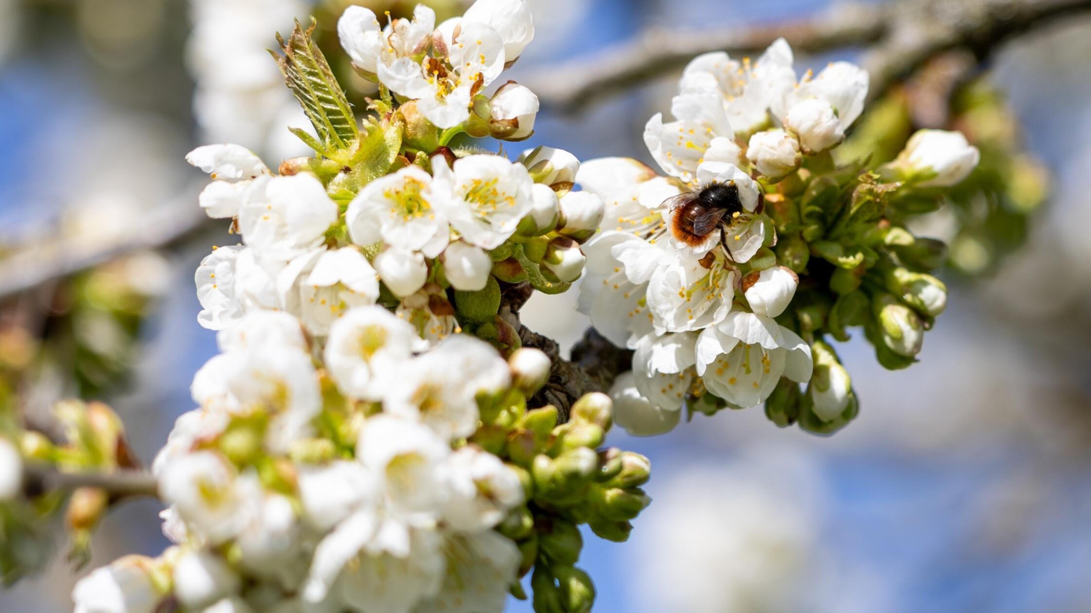 Unsere Leserin hat die Kirschblüten "auf ihrem Höhepunkt" erreicht, wie sie schreibt, eine kleine Wildbiene hat sich noch mit auf das Foto geschlichen.