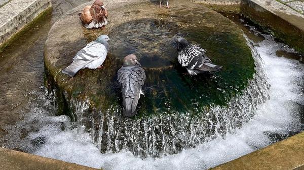 Unsere Leserin hat diese süßen Tauben bei ihrem "Badetag" am Bächla fotografiert.