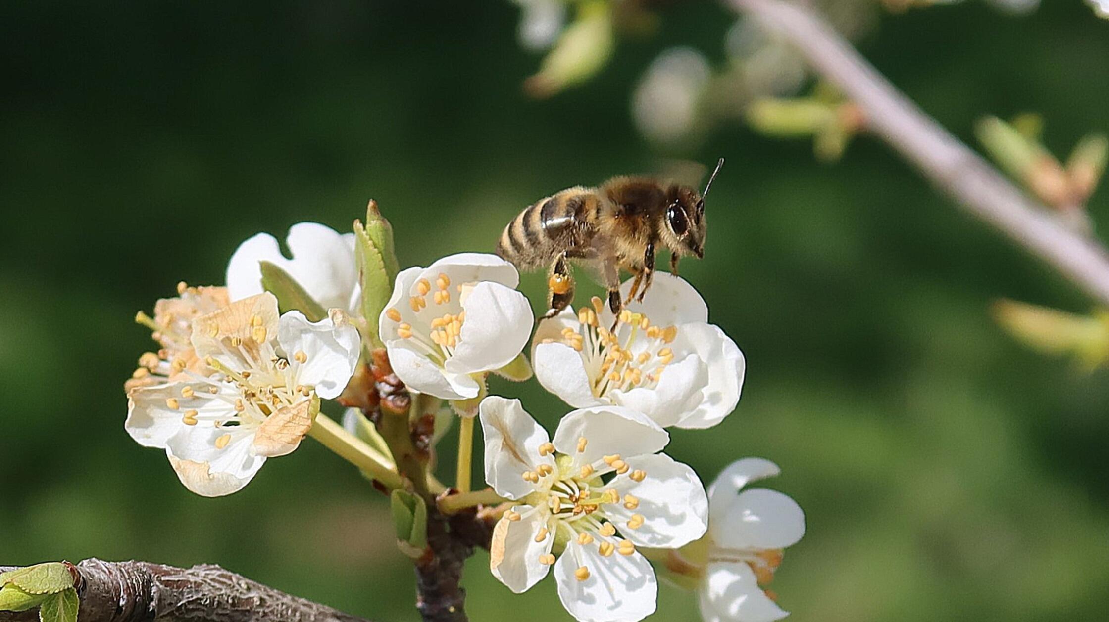 Bezaubernder "Augenblick" - die Biene mit den Pollenhöschen hebt gerade von den Blüten ab, schreibt unser Leser dazu.