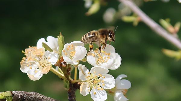 Bezaubernder "Augenblick" - die Biene mit den Pollenhöschen hebt gerade von den Blüten ab, schreibt unser Leser dazu.