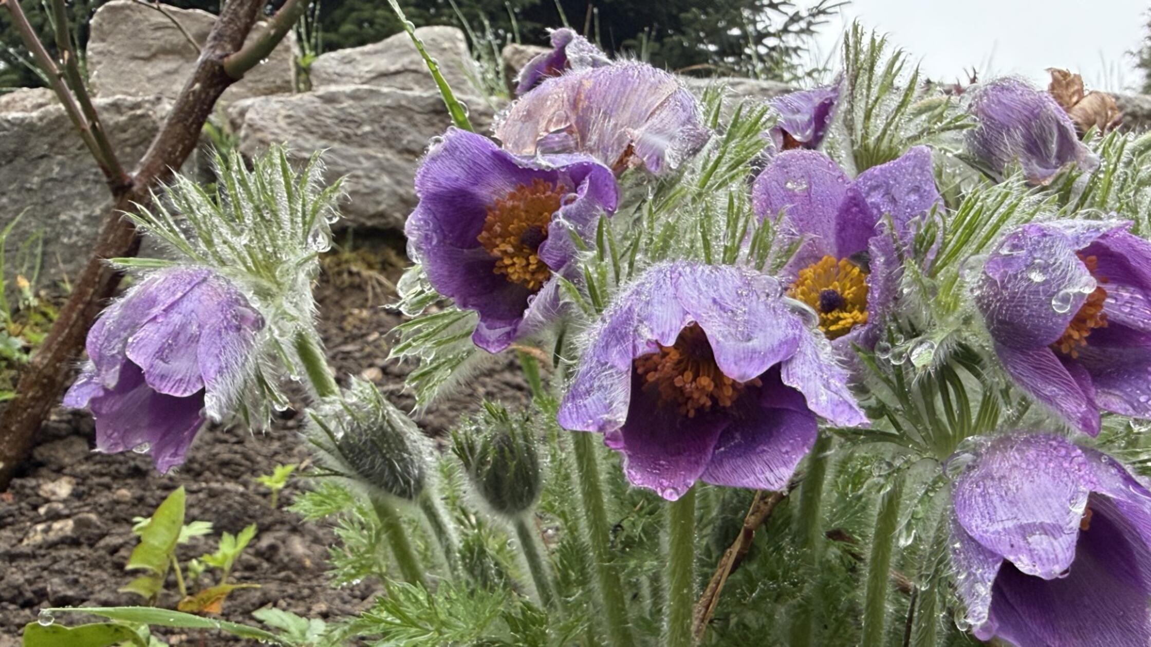 Unser Leser hat die blühenden Küchenschellen im Garten des Nachbars fotografiert. Bei Regen wirken sie traurig, meint unser Leser dazu.