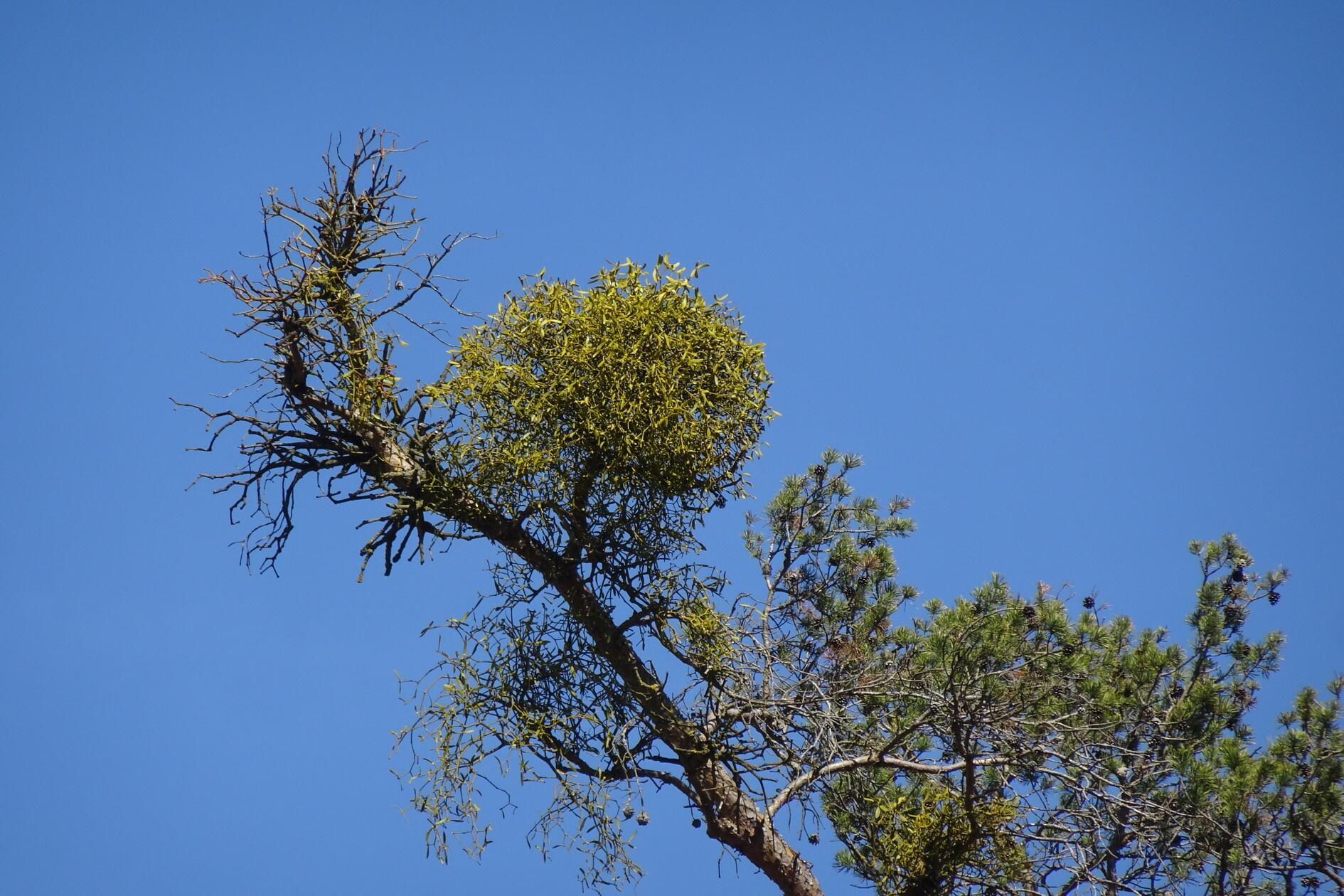 Einer der vielen Mistelzweige in einem Wäldchen nahe Roth.