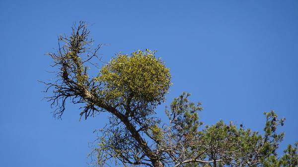 Einer der vielen Mistelzweige in einem Wäldchen nahe Roth.