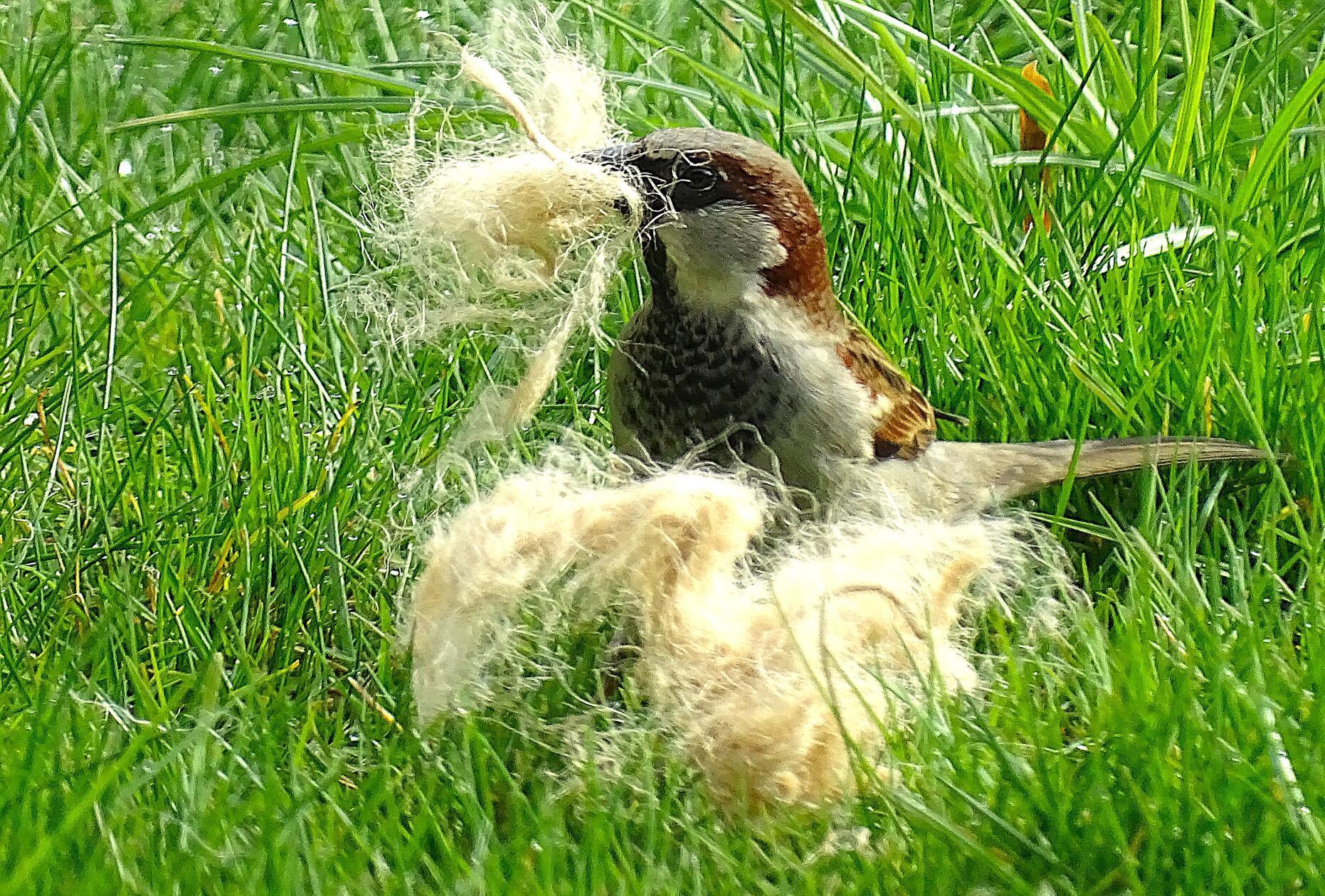 Weich und mollig soll das Nest für die Jungvögel werden.