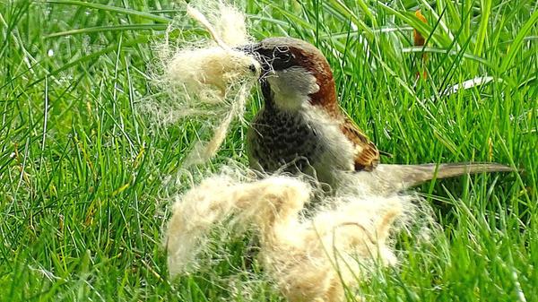 Weich und mollig soll das Nest für die Jungvögel werden.