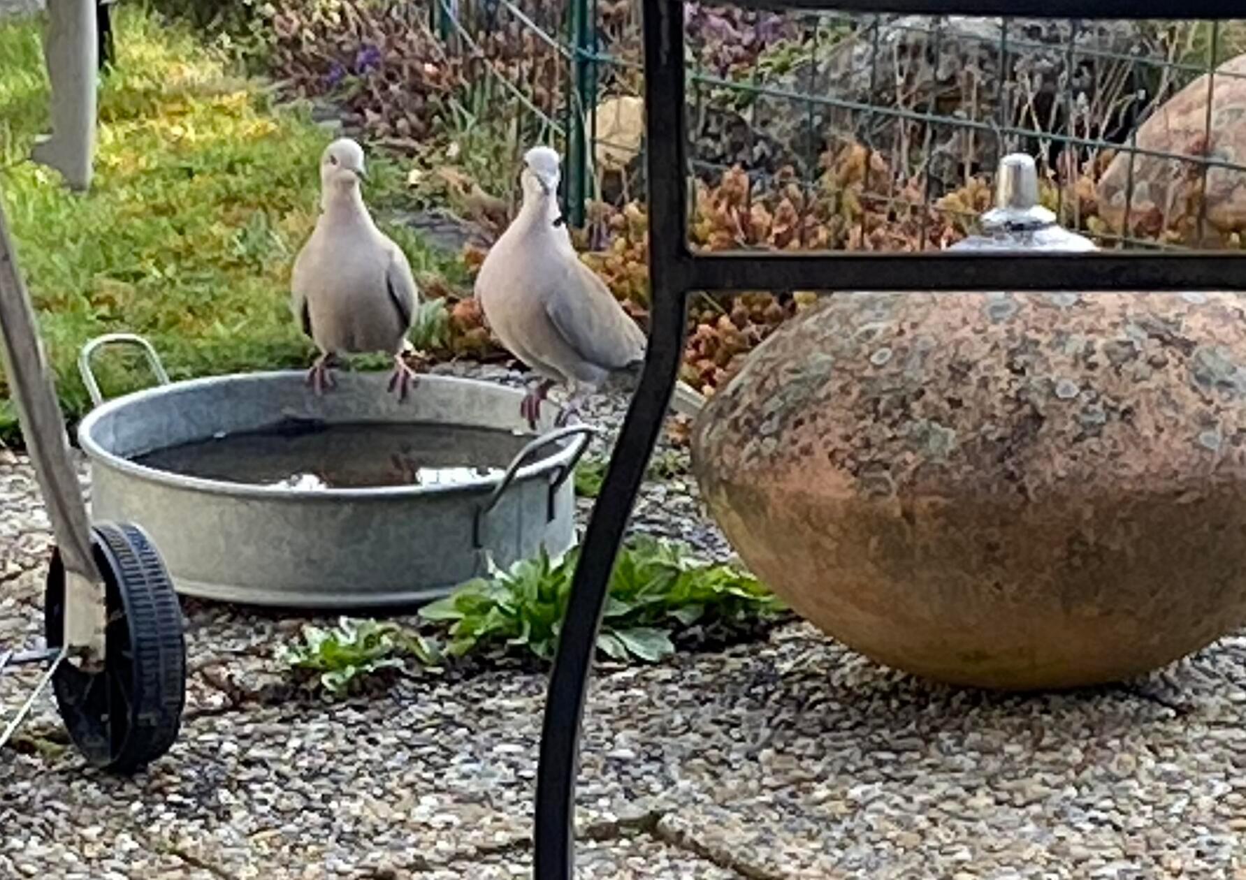 Besuch von zwei Tauben in einem Schwabacher Garten.