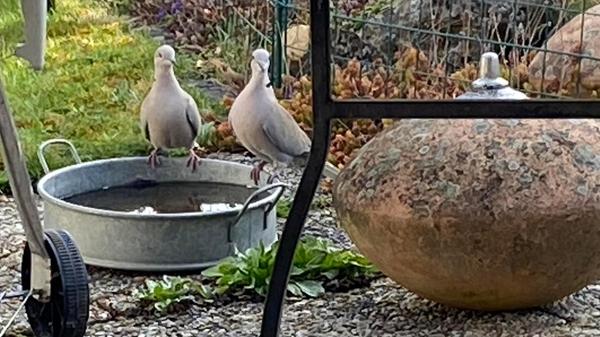 Besuch von zwei Tauben in einem Schwabacher Garten.