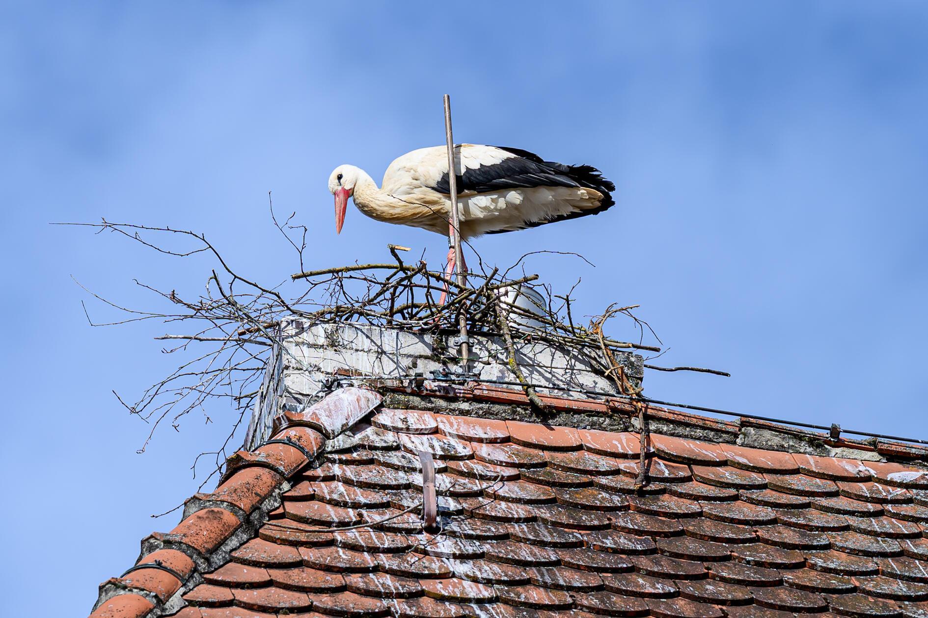 Ein Storch im Nest am Hilpoltsteiner Rathaus.