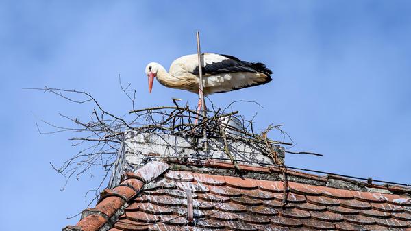 Ein Storch im Nest am Hilpoltsteiner Rathaus.