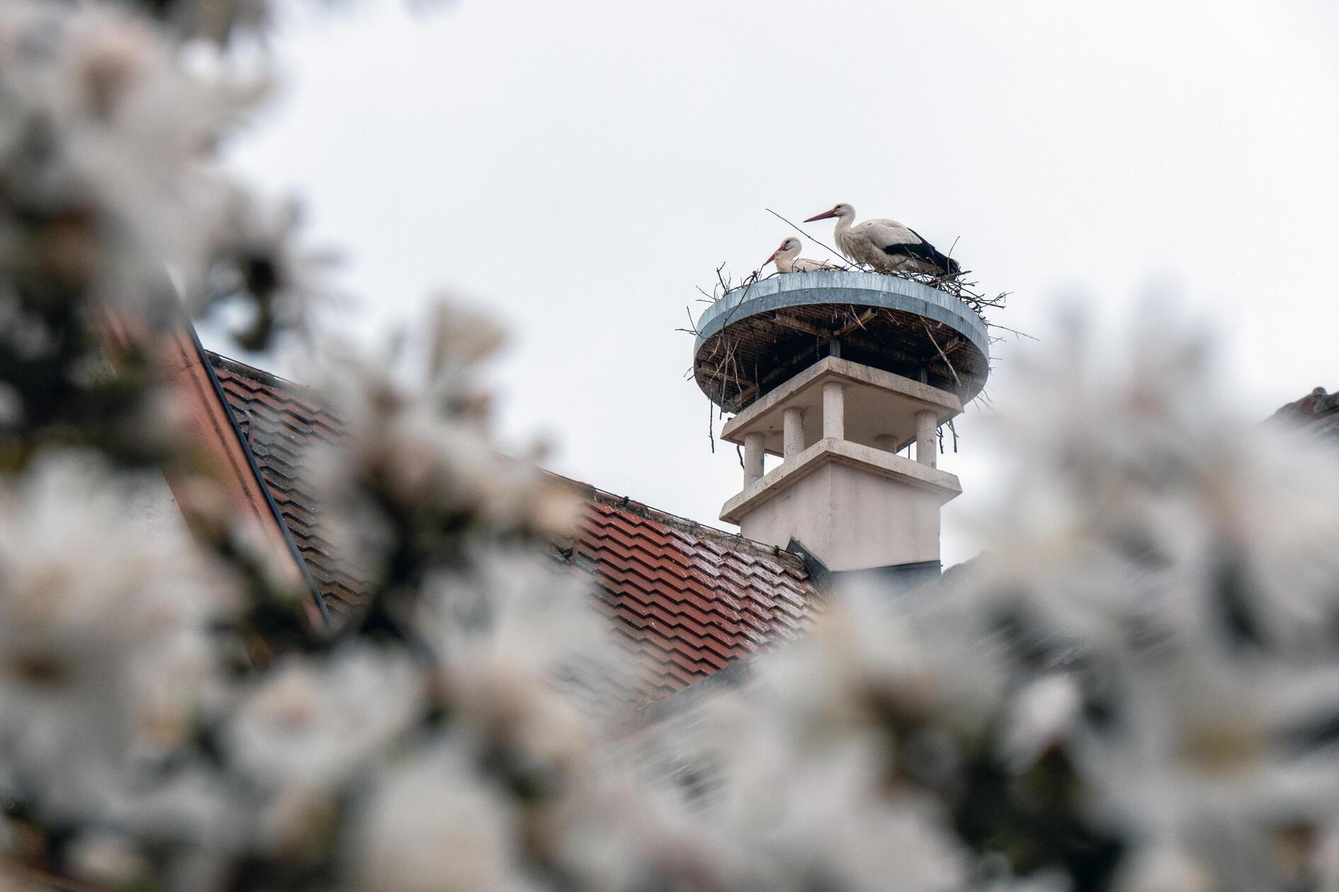 Gekommen, um hoffentlich zu bleiben - die Rother Störche.