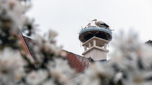 Gekommen, um hoffentlich zu bleiben - die Rother Störche.