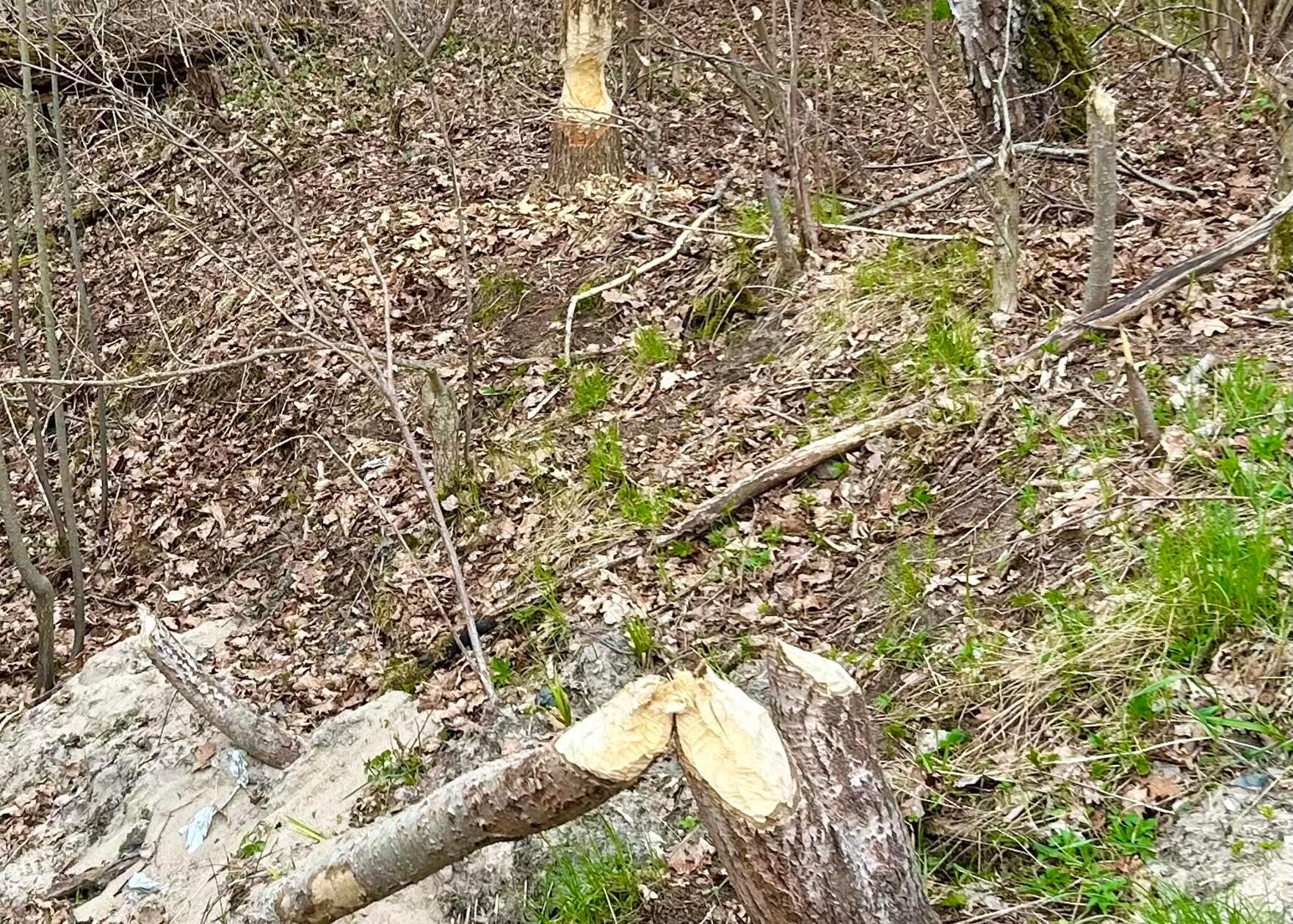 Biber Alarm in Wallesau gesehen Nähe eines Weihers von unserem Leser.
