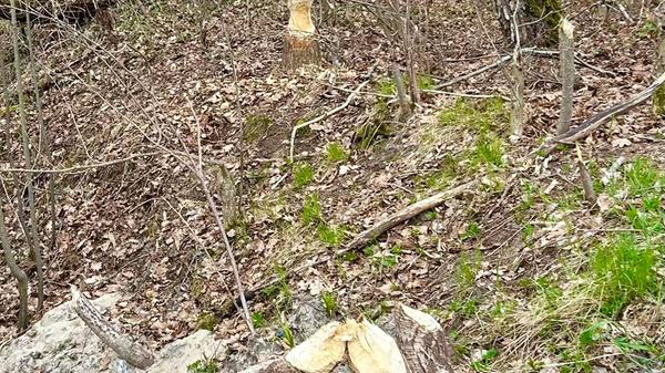 Biber Alarm in Wallesau gesehen Nähe eines Weihers von unserem Leser.