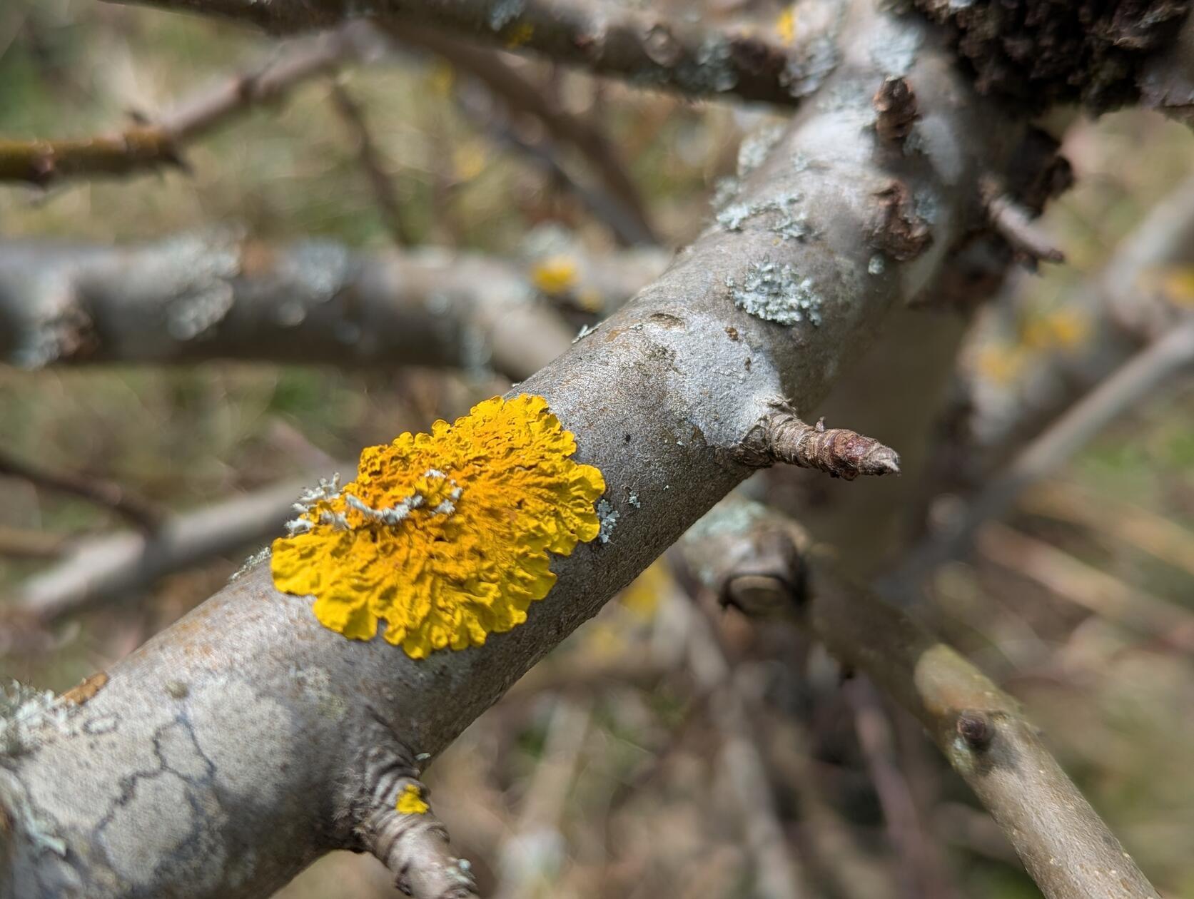 Diese Baumrinde wurde entdeckt an der Eisenbahnstrecke zwischen Rednitzhembach und Schwabach.