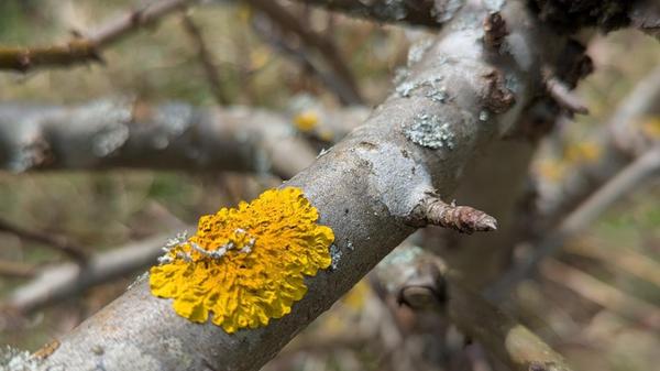 Diese Baumrinde wurde entdeckt an der Eisenbahnstrecke zwischen Rednitzhembach und Schwabach.