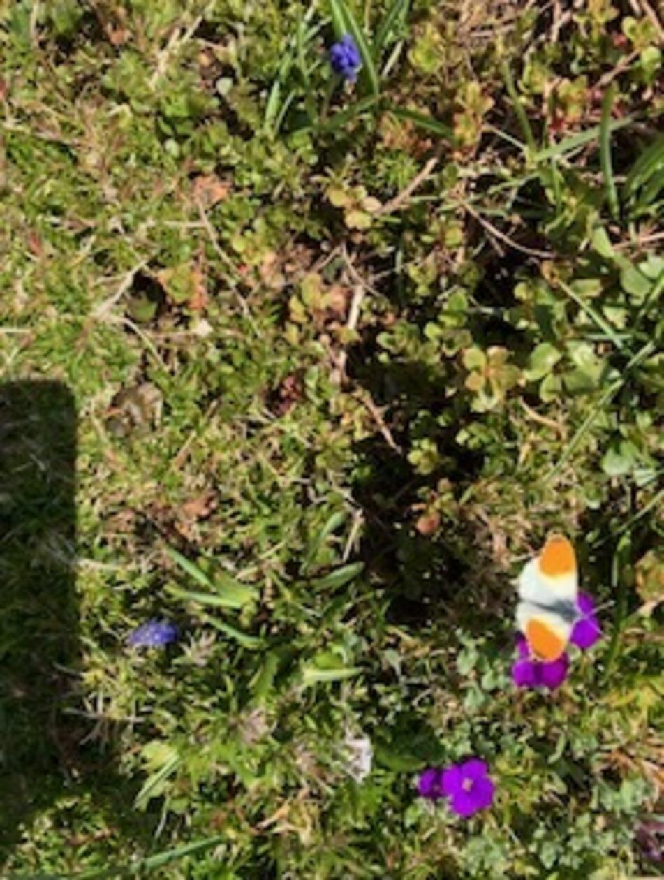 Diesen hübschen kleinen Falter entdeckte unsere Leserin in ihrem Garten.