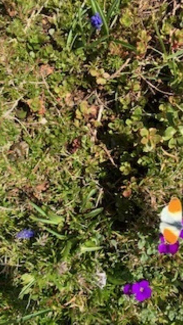 Diesen hübschen kleinen Falter entdeckte unsere Leserin in ihrem Garten.