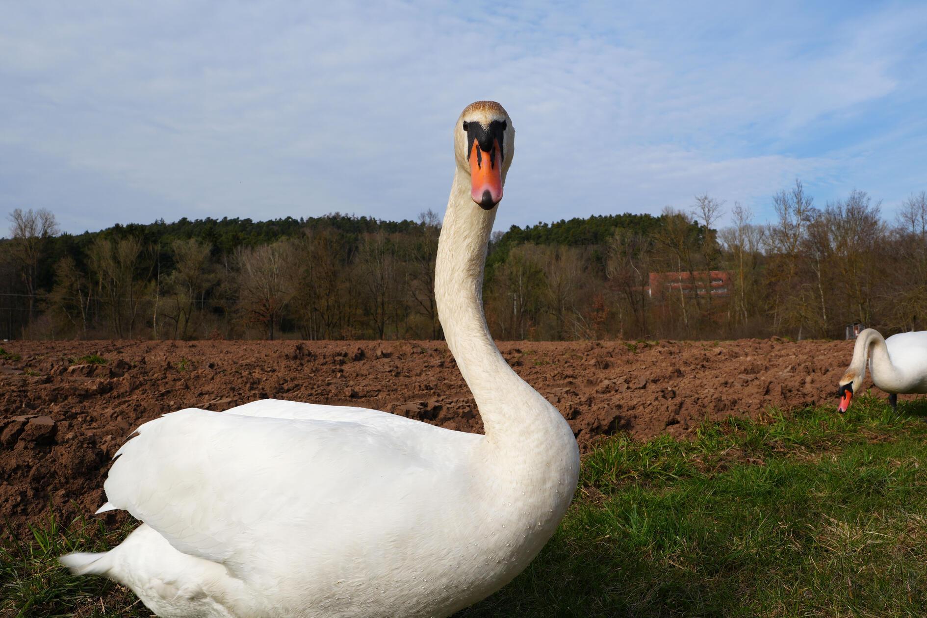 Ein Schwan vom Igelbachsee, gesehen von unserem Leser.