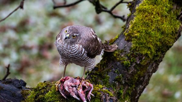 Sperber mit Beute im Garten unserer Leserin.