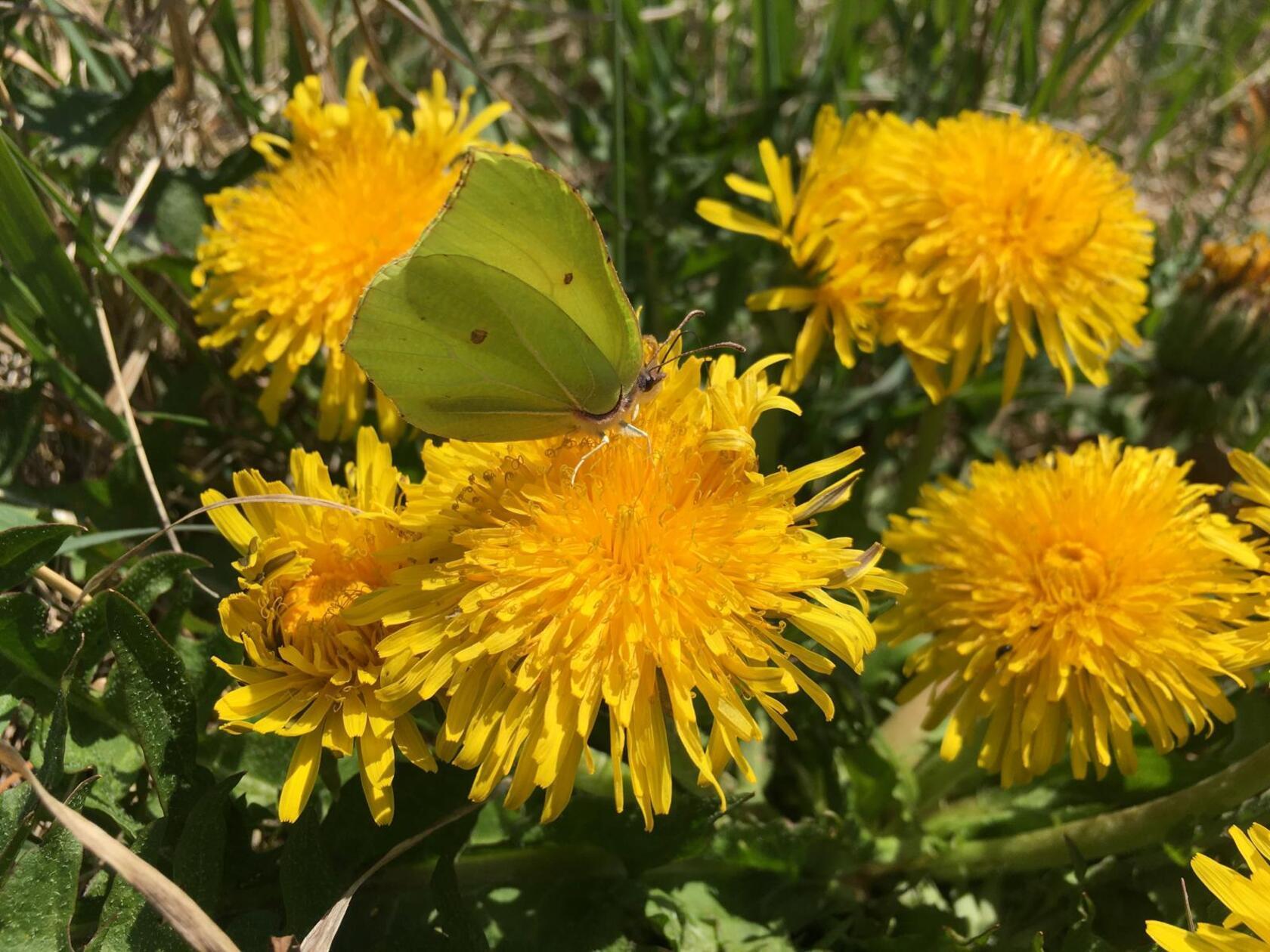 Zitronenfalter beim Nektartanken auf einer Löwenzahnblüte – dieser Schmetterling war das Insekt des Jahres 2002.