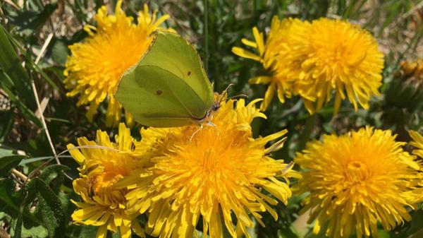 Zitronenfalter beim Nektartanken auf einer Löwenzahnblüte – dieser Schmetterling war das Insekt des Jahres 2002.