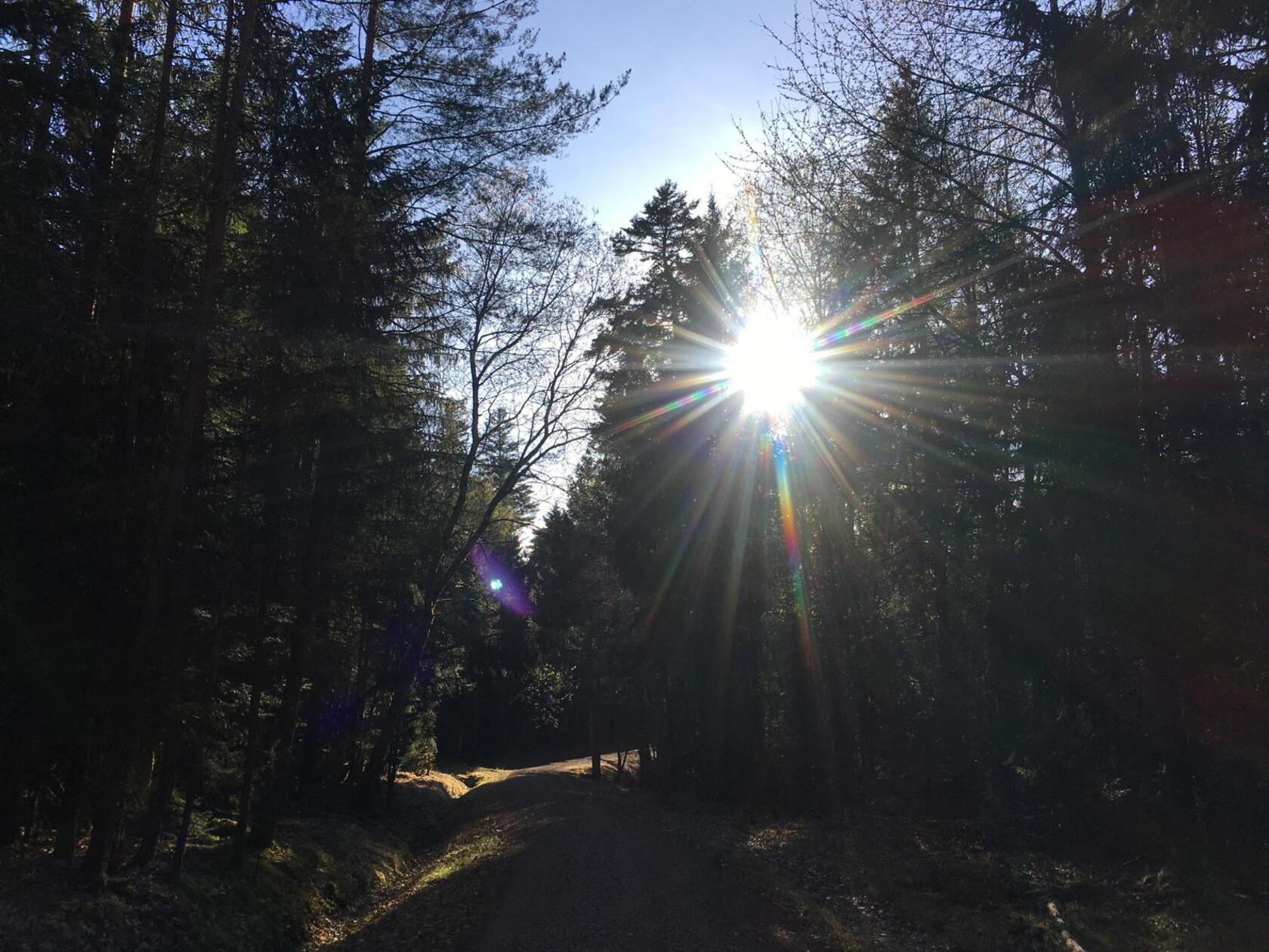 Waldweg nahe Altenfelden, der von den Strahlen der Sonne erleuchtet wird.