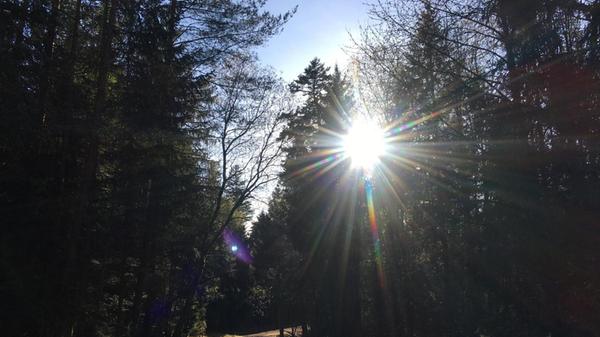 Waldweg nahe Altenfelden, der von den Strahlen der Sonne erleuchtet wird.