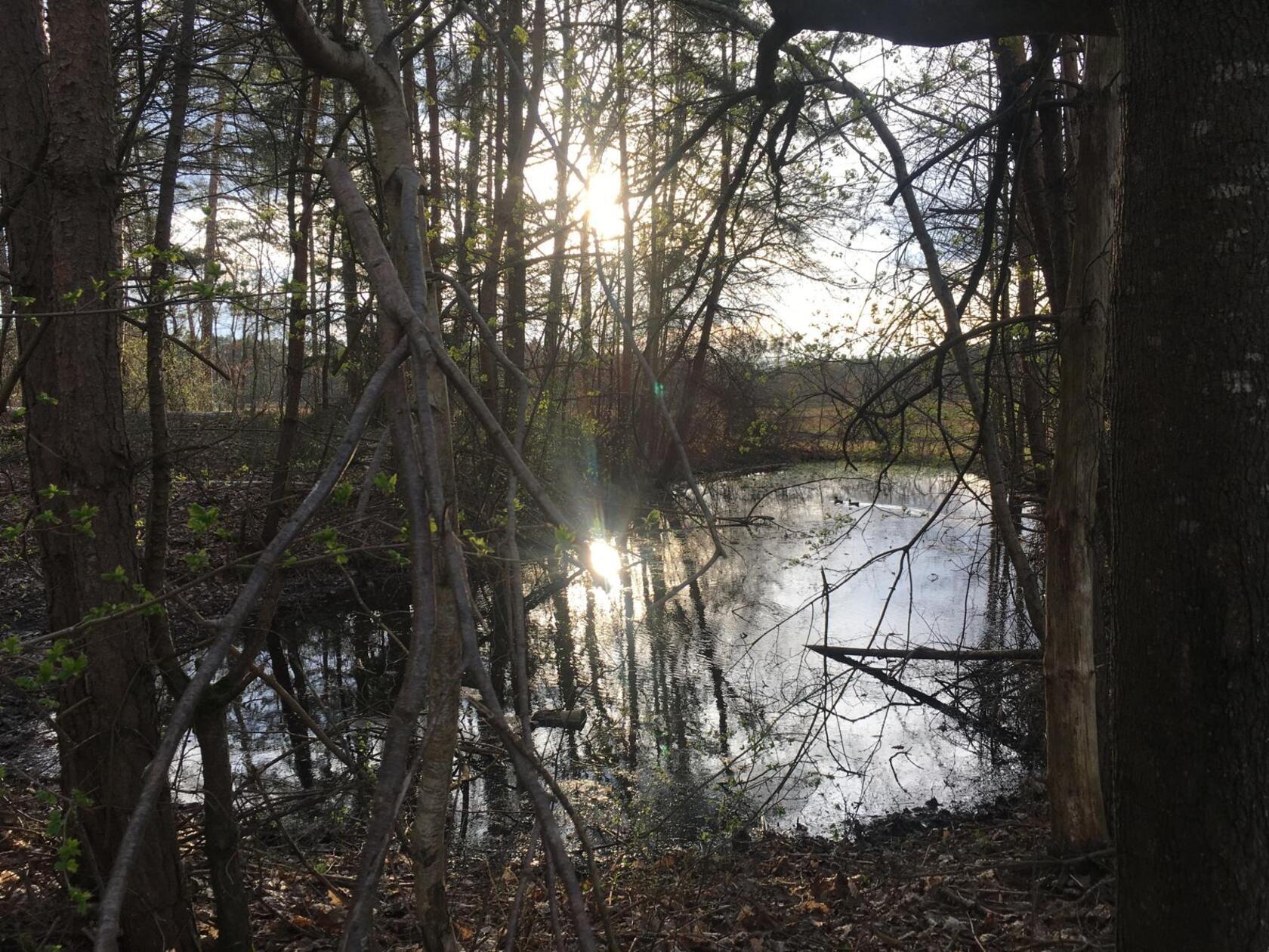Idyllischer Teich im Wald bei Harrhof – ein willkommener Rückzugsort für Tiere.